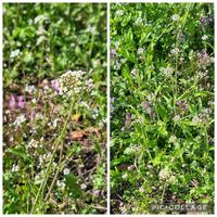 ナズナ,ホトケノザ,いつもありがとう♡,花散歩,春を待つ♪の画像