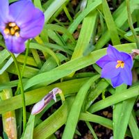 ハナニラ,オダマキ,ローダンセマム,繋がりに感謝✨,輝かしい未来の画像