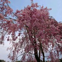 サクラ,枝垂れ桜,さくら サクラ 桜,さくら サクラ 桜,さくら サクラ 桜の画像