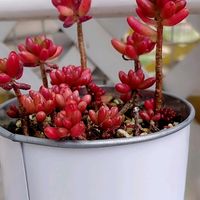 セダム,虹の玉,花のある暮らし,多肉のある暮らし,世話いらず♪の画像