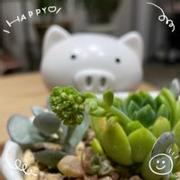 モンステラ,エケベリア,多肉植物,観葉植物,緑のある暮らしの画像