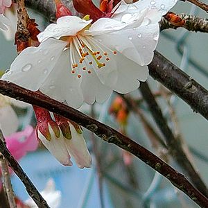 オカメザクラ,サクラ,ソメイヨシノ,カワヅザクラ,カンヒザクラの画像