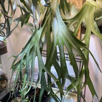 コウモリラン,ビカクシダの画像