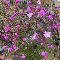 ボロニア,赤い花,花を通じて愛と平和を,ほら、綺麗な花でしょ！の画像
