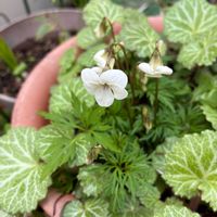 アリッサム,クリスマスローズ,スミレ,ビオラ,ジュリアンの画像