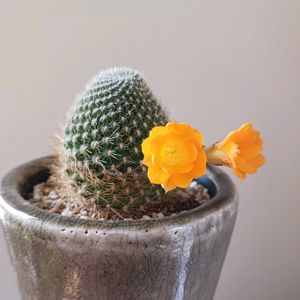 サボテン,レブチア属 黄花宝山,サボテンの花,レブチア属,さぼてんの画像