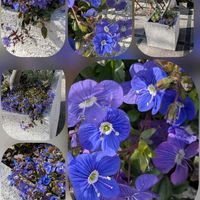 アネモネ,アネモネ,クリスマスローズ,チューリップ,ベロニカの画像