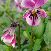 ビオラ,ビオラ・ピンクラビット,GSに感謝。,お花のある暮らし,春よ来いの画像