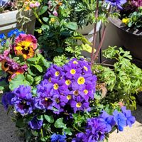 アネモネ,パンジー,ビオラ,プリムラ　ジュリアンの画像