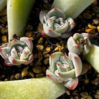 キャラリアン ,ファイヤーフラワー,シャングォジェニー,多肉植物,癒しの画像