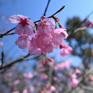 オカメザクラ,サクラ,ウスズミザクラ,ファーストレディ,満開の画像