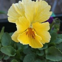 ビオラ,rokaさんビオラ,ガーデニング,ネコ好き,種まきっ子の画像