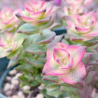 南十字星,南十字星錦,多肉植物,クラッスラ属,多肉植物の紅葉の画像