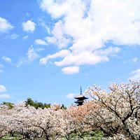 サクラ,さくら サクラ 桜,京都,お花,今日の花の画像
