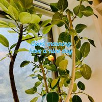 モンステラ デリシオーサ,フィカス・アルテシマ,フィカス,フィカス ベンガレンシス,森林浴の画像