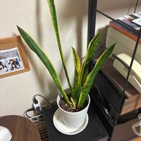 サンスベリアの画像