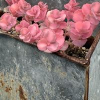 オーロラ,セダム・オーロラ,斑入りミセバヤ,植中毒,NO GREEN  NO LIFEの画像