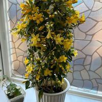 カロライナジャスミンの画像