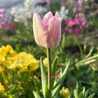 ストック,チューリップ,ビオラ,球根,地植えの画像