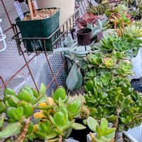 カネノナルキ,ゴーラム,ツバキ,ヒメリンゴ,ブルーベリーの画像