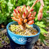 モンロー,キャロライン,コーンポピー,多肉植物,大好きの画像