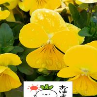 ビオラ,黄色い花,プランター栽培,可愛い花,ビオラの栽培の画像