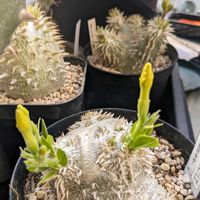 恵比寿笑い,パキポディウム　恵比寿大黒,多肉植物,塊根植物,花芽の画像