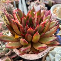 ノスタルジックセピア,多肉植物,おらいさん苗,ミックスベリアの画像