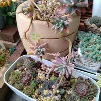 ムスカリ,多肉いろいろ,多肉植物,金曜日の蕾たち,2のつく日は斑入りの日の画像