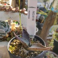 多肉植物,多肉男子,ホムセン出身の画像