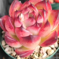 ピンクハニー,ピンクハニー,E.ファイヤーピラー,E.ファイヤーピラー,ジャイアントピンクの画像