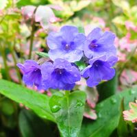 プルモナリア,記録用,春の訪れ,週末ガーデナー,半日陰の庭の画像