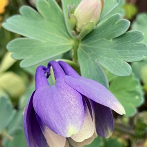 紫色の花,#ガーデニング,エクステリアの画像