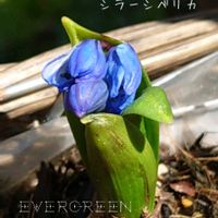 オーニソガラム,チオノドクサ,プシュキニア,シラーシベリカ,プランター植えの画像