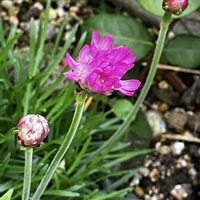 アルメリア,エリシマムスプリングパーティー,マーガレットスマッシュ,今朝の庭の花,オダマキティアードの画像