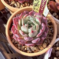 芍薬牡丹,多肉植物,多肉大好き,cocotto77_芍薬牡丹成長記録,ベランダの画像