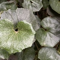 ツワブキ,iPhone撮影,小さな庭の画像