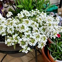 アリッサム,シクラメン,ビオラ,玄関アプローチの画像