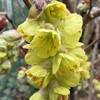 トサミズキ（土佐水木）,ガーデニング,花のある暮らし,春の訪れ,小さな庭の画像