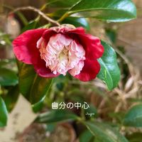 ヤブツバキ,花のある暮らしの画像