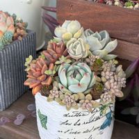  ブロンズ姫,ヒアリナ×ラウイ,多肉寄せ植え,多肉植物のある暮らし,ベランダタニラーの画像