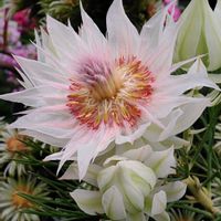 観葉植物,はなはな,花のある暮らし,花の写真,花のある生活の画像