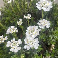 イベリス,元気もらえる,お花のある暮らし,金曜日の蕾たちの画像