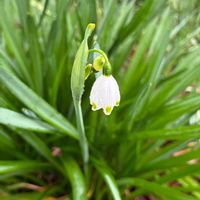 スノードロップ,スノードロップ,マンサク,まんさくの花の画像