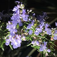 ローズマリー,ハーブ,花壇,我が家の花壇,季節の花の画像