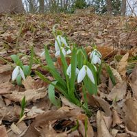アザレア,シャクナゲ,スノードロップ,シクラメン コーム,山野草の画像