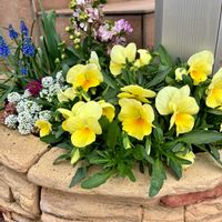 アリッサム,ストック,ムスカリ,ビオラ,玄関アプローチの画像