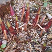 ギボウシ,ヒューケラ,ギボウシ（ホスタ）,ホスタ フローズン マルガリータ,フローズンマルガリータの画像