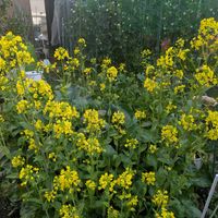 ハナニラ,小松菜の画像