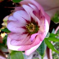 クリスマスローズ,クリスマスローズ ダブル,レンテン・ローズ,地植え,実生の画像